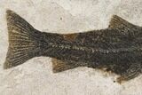 Notogoneus Fossil Fish (Scarce Species) - Wyoming #144002-2